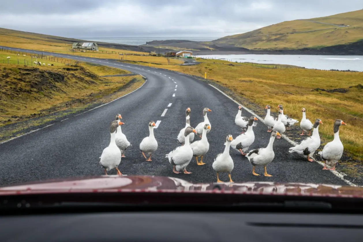 Flock of Graylag Geese blocking road in Westman Islands, Iceland